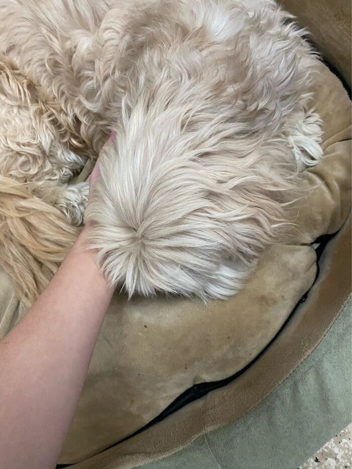 Hey Pandas, Post A Picture Of Your Sleepy Pet (Closed) Hey Pandas, Post A Picture Of Your Sleepy Pet (Closed)