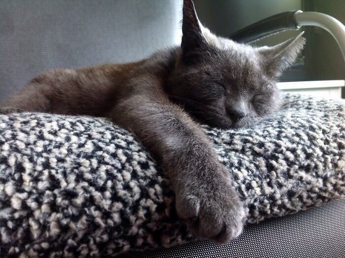 Hey Pandas, Post A Picture Of Your Sleepy Pet (Closed) Hey Pandas, Post A Picture Of Your Sleepy Pet (Closed)