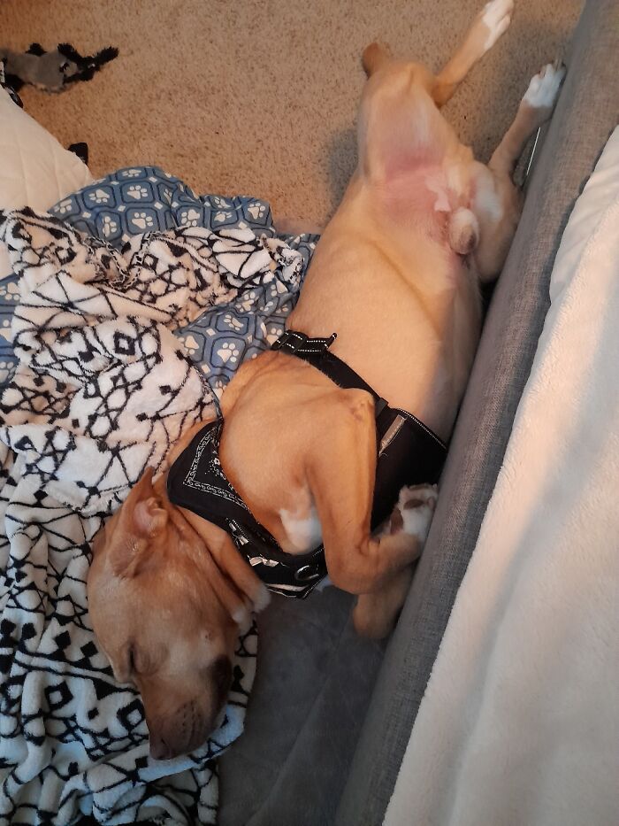 Hey Pandas, Post A Picture Of Your Sleepy Pet (Closed) Hey Pandas, Post A Picture Of Your Sleepy Pet (Closed)