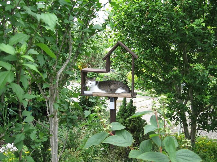 Hey Pandas, Post A Picture Of Your Sleepy Pet (Closed) Hey Pandas, Post A Picture Of Your Sleepy Pet (Closed)