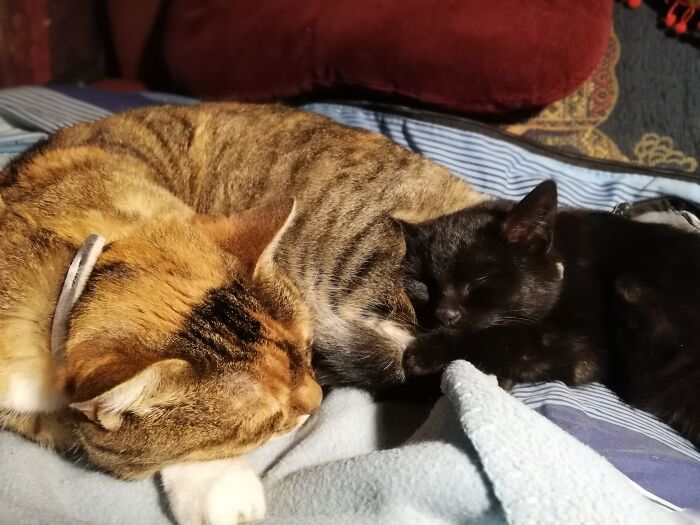 Hey Pandas, Post A Picture Of Your Sleepy Pet (Closed) Hey Pandas, Post A Picture Of Your Sleepy Pet (Closed)