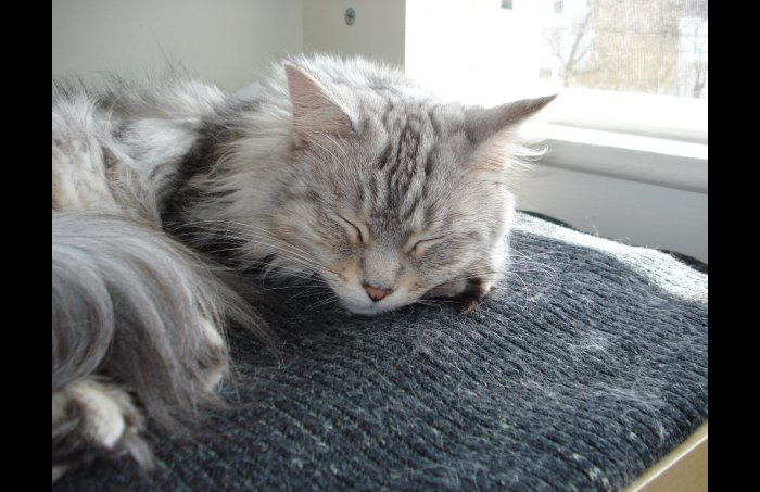 Hey Pandas, Post A Picture Of Your Sleepy Pet (Closed) Hey Pandas, Post A Picture Of Your Sleepy Pet (Closed)