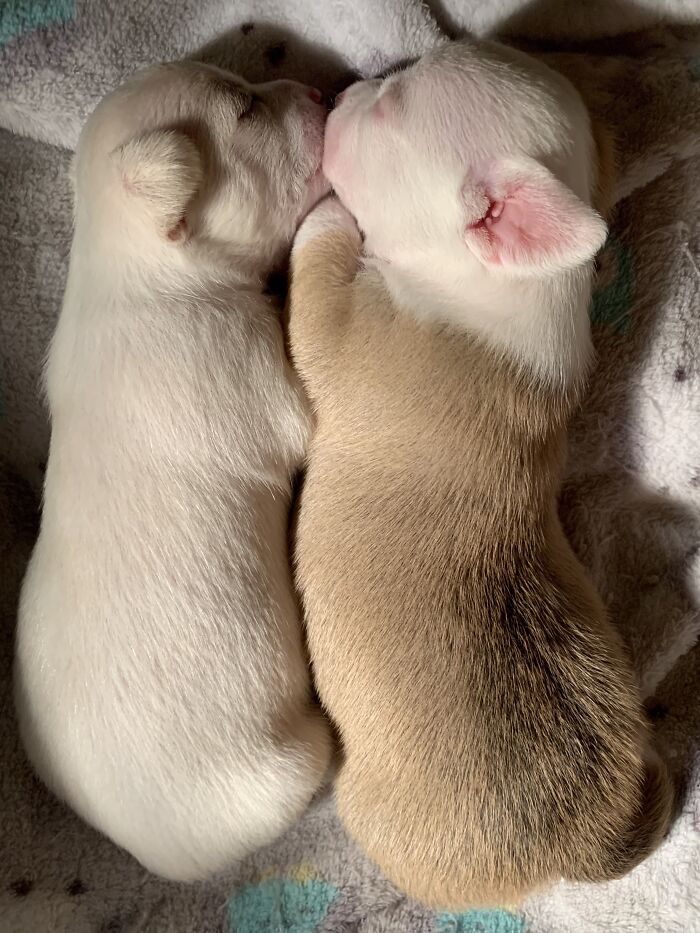 Hey Pandas, Post A Picture Of Your Sleepy Pet (Closed) Hey Pandas, Post A Picture Of Your Sleepy Pet (Closed)