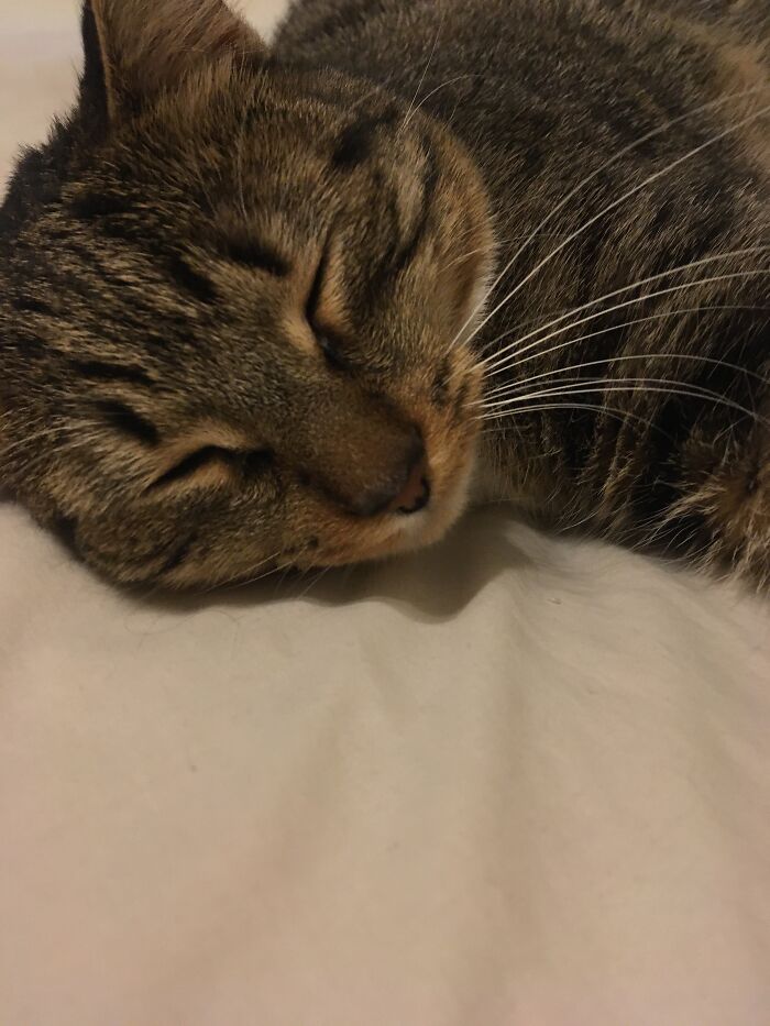 Hey Pandas, Post A Picture Of Your Sleepy Pet (Closed) Hey Pandas, Post A Picture Of Your Sleepy Pet (Closed)