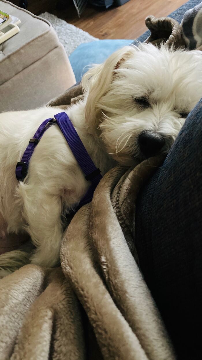 Hey Pandas, Post A Picture Of Your Sleepy Pet (Closed) Hey Pandas, Post A Picture Of Your Sleepy Pet (Closed)