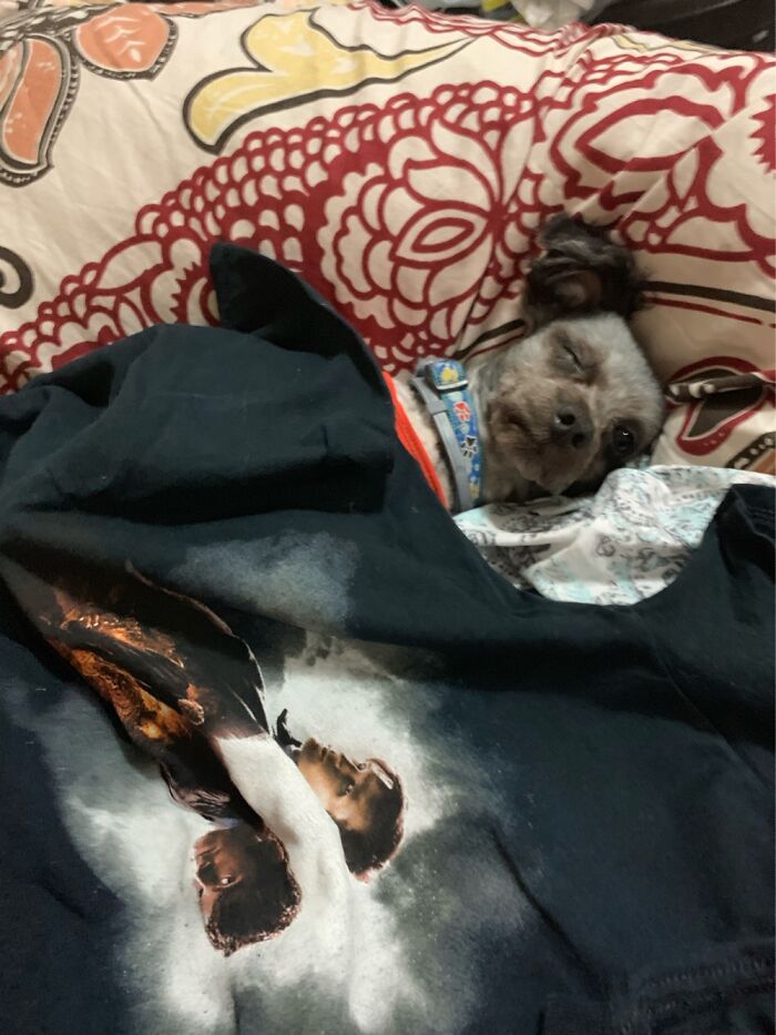 Hey Pandas, Post A Picture Of Your Sleepy Pet (Closed) Hey Pandas, Post A Picture Of Your Sleepy Pet (Closed)