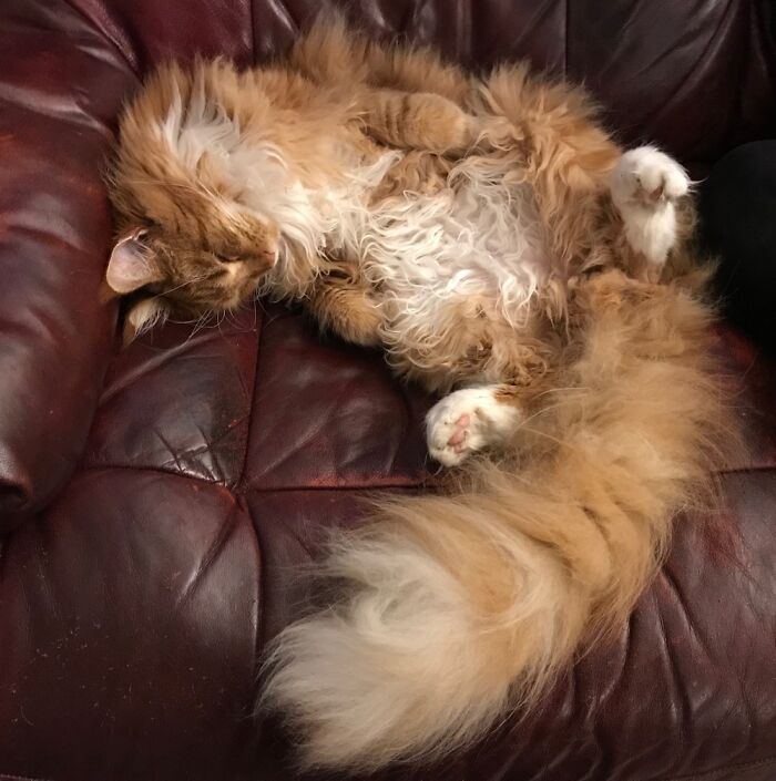 Hey Pandas, Post A Picture Of Your Sleepy Pet (Closed) Hey Pandas, Post A Picture Of Your Sleepy Pet (Closed)