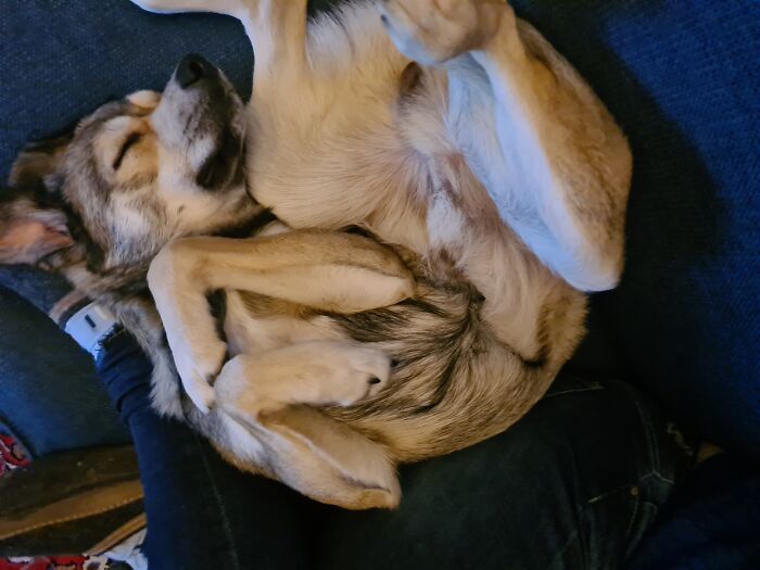 Hey Pandas, Post A Picture Of Your Sleepy Pet (Closed) Hey Pandas, Post A Picture Of Your Sleepy Pet (Closed)