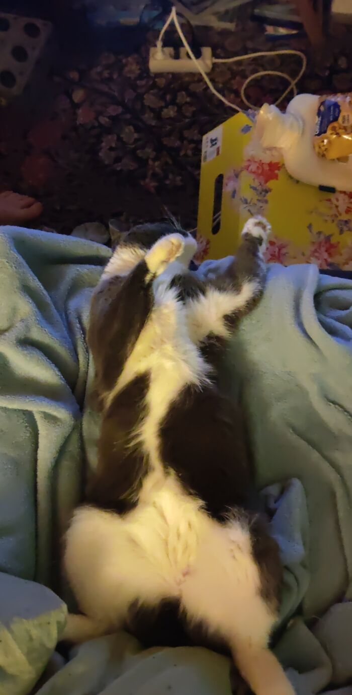 Hey Pandas, Post A Picture Of Your Sleepy Pet (Closed) Hey Pandas, Post A Picture Of Your Sleepy Pet (Closed)