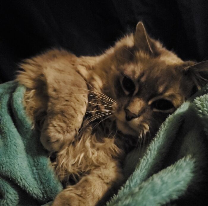 Hey Pandas, Post A Picture Of Your Sleepy Pet (Closed) Hey Pandas, Post A Picture Of Your Sleepy Pet (Closed)