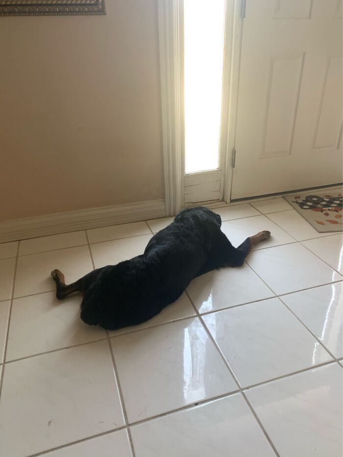 Hey Pandas, Post A Picture Of Your Sleepy Pet (Closed) Hey Pandas, Post A Picture Of Your Sleepy Pet (Closed)