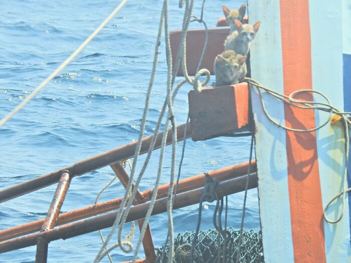 Thai Navy Officer Jumps Into Water And Swims To Rescue These Four Cats From A Rapidly Sinking Ship Thai Navy Officer Jumps Into Water And Swims To Rescue These Four Cats From A Rapidly Sinking Ship