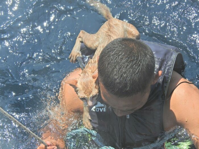 Thai Navy Officer Jumps Into Water And Swims To Rescue These Four Cats From A Rapidly Sinking Ship Thai Navy Officer Jumps Into Water And Swims To Rescue These Four Cats From A Rapidly Sinking Ship