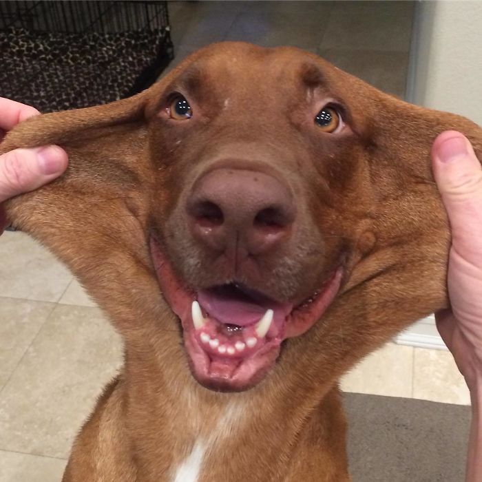 40 Dogs That Are Extra Cute Because Of Their Extra Skin (New Pics) 40 Dogs That Are Extra Cute Because Of Their Extra Skin (New Pics)