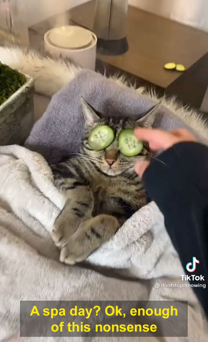 TikTok Of A Cat Having A Spa Day With Owner Goes Viral And Is Watched Over 60 Million Times TikTok Of A Cat Having A Spa Day With Owner Goes Viral And Is Watched Over 60 Million Times