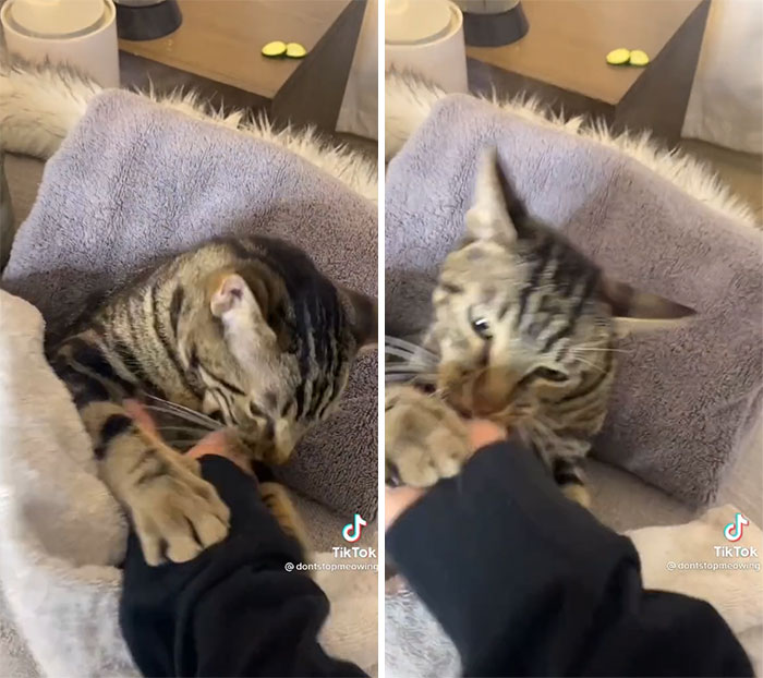 TikTok Of A Cat Having A Spa Day With Owner Goes Viral And Is Watched Over 60 Million Times TikTok Of A Cat Having A Spa Day With Owner Goes Viral And Is Watched Over 60 Million Times