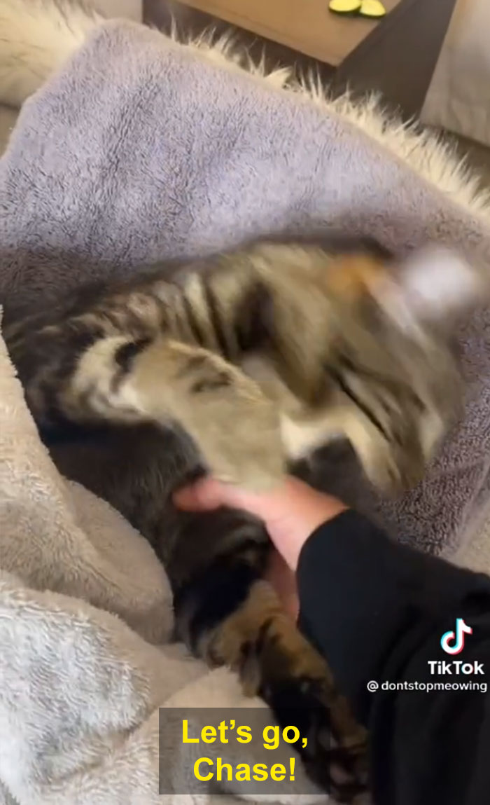 TikTok Of A Cat Having A Spa Day With Owner Goes Viral And Is Watched Over 60 Million Times TikTok Of A Cat Having A Spa Day With Owner Goes Viral And Is Watched Over 60 Million Times