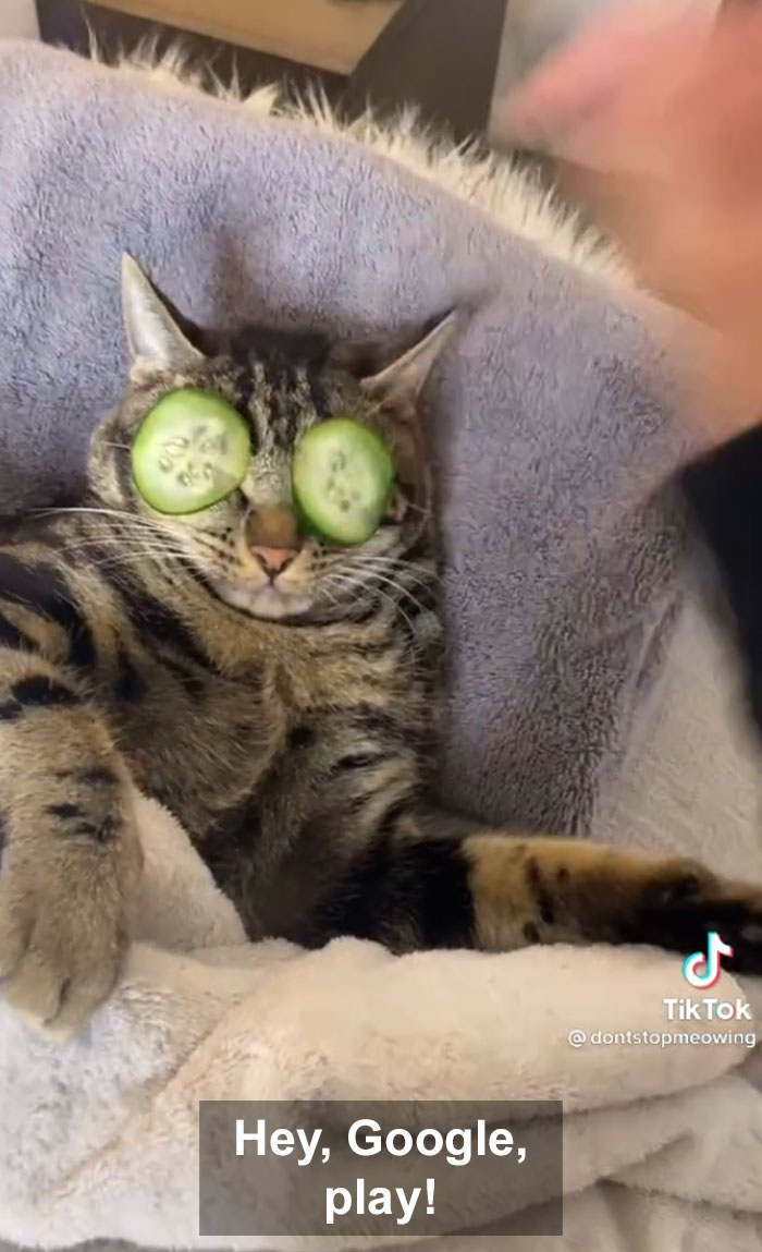 TikTok Of A Cat Having A Spa Day With Owner Goes Viral And Is Watched Over 60 Million Times TikTok Of A Cat Having A Spa Day With Owner Goes Viral And Is Watched Over 60 Million Times