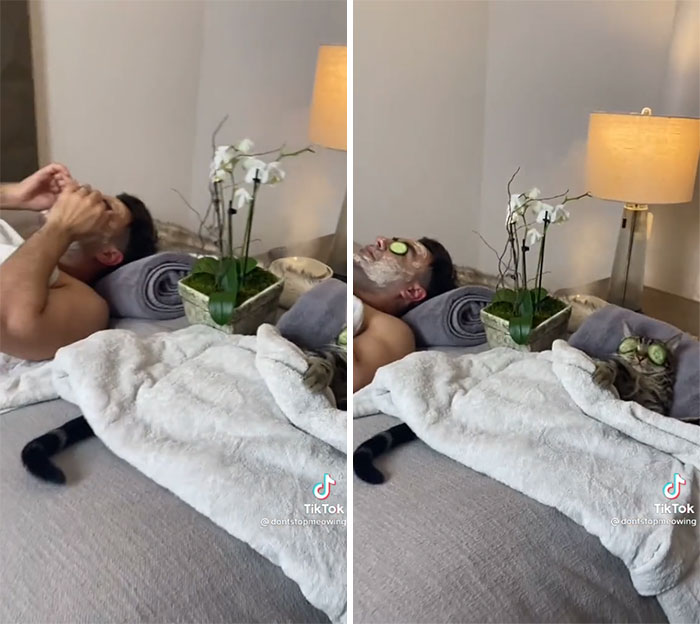 TikTok Of A Cat Having A Spa Day With Owner Goes Viral And Is Watched Over 60 Million Times TikTok Of A Cat Having A Spa Day With Owner Goes Viral And Is Watched Over 60 Million Times