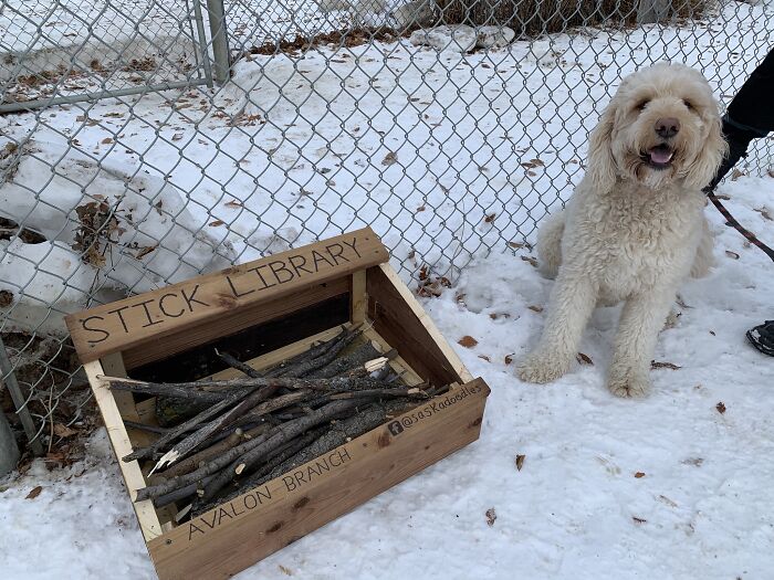 Dad And His 10-Year-Old Son Use Their Time In Quarantine To Build A &#8216;Stick Library&#8217; For Local Dogs
