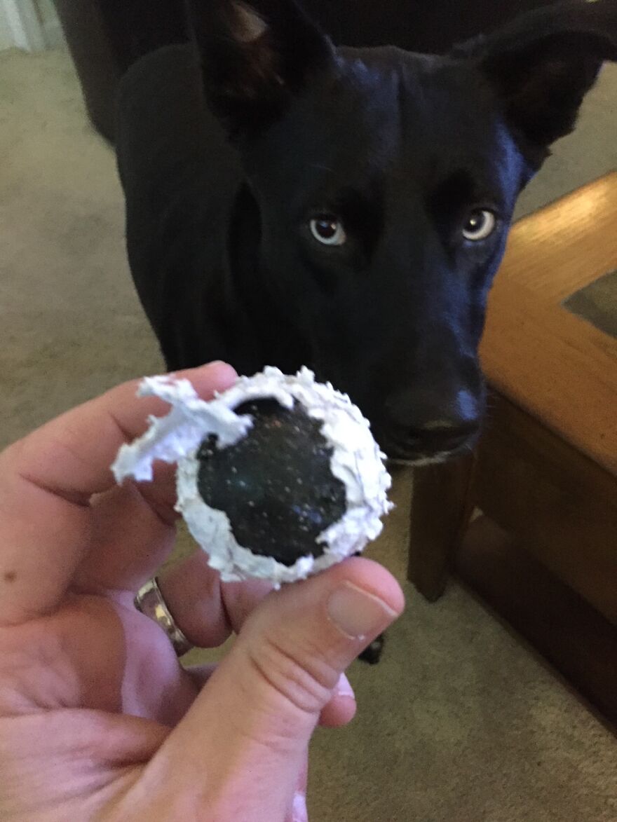 Hey Pandas, Show Me The Dumbest Thing Your Pet Has Done (Closed) Hey Pandas, Show Me The Dumbest Thing Your Pet Has Done (Closed)