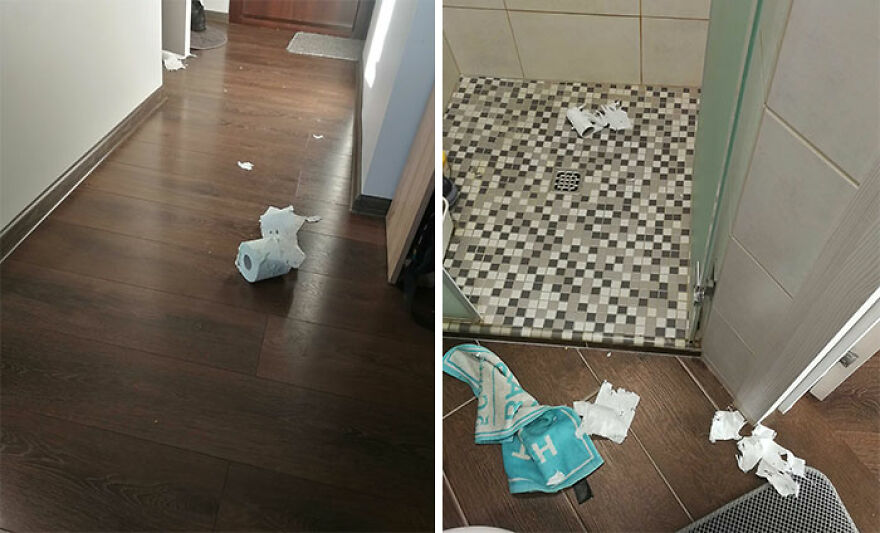 Hey Pandas, Show Me The Dumbest Thing Your Pet Has Done (Closed) Hey Pandas, Show Me The Dumbest Thing Your Pet Has Done (Closed)