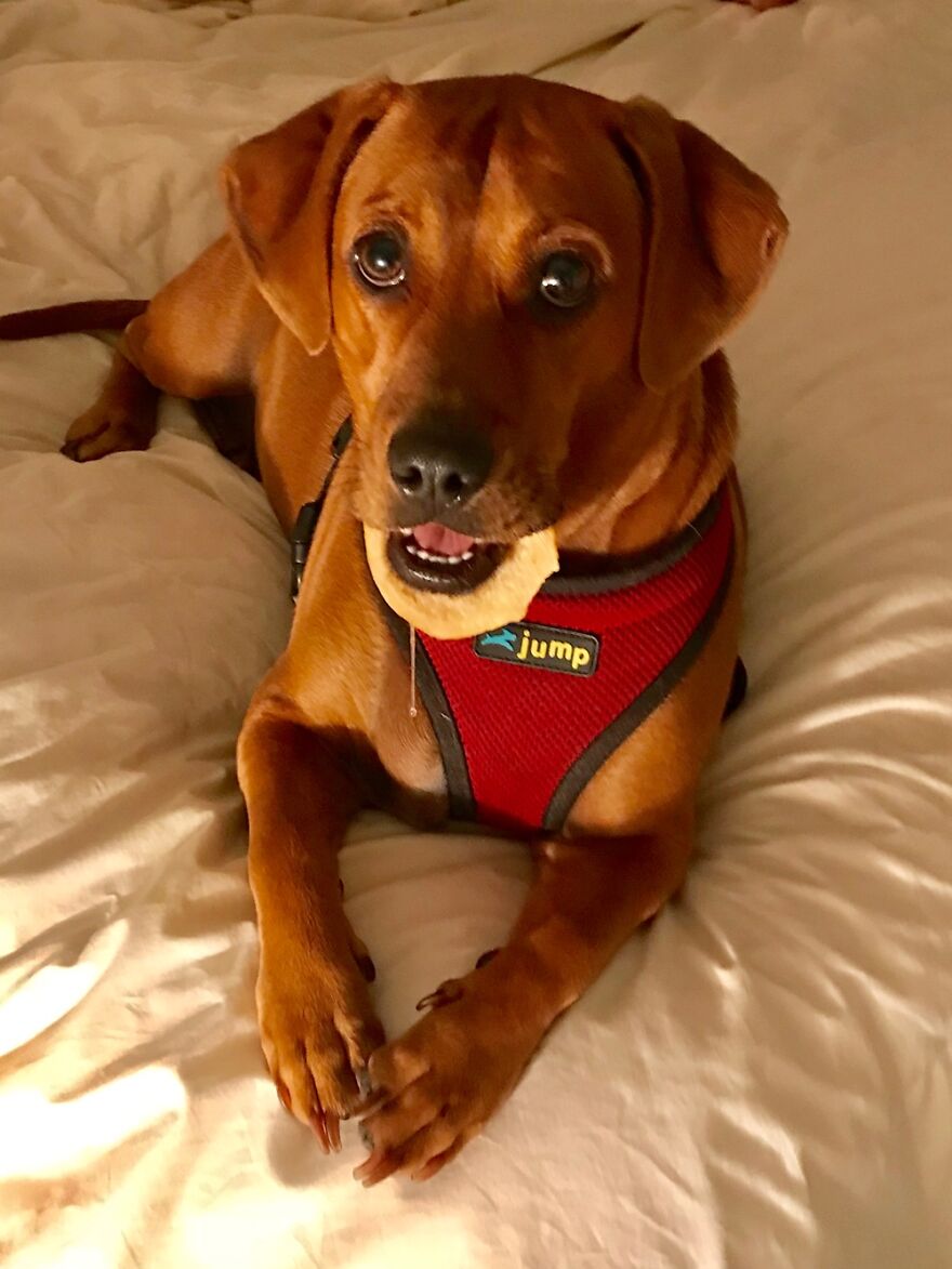 Hey Pandas, Show Me The Dumbest Thing Your Pet Has Done (Closed) Hey Pandas, Show Me The Dumbest Thing Your Pet Has Done (Closed)