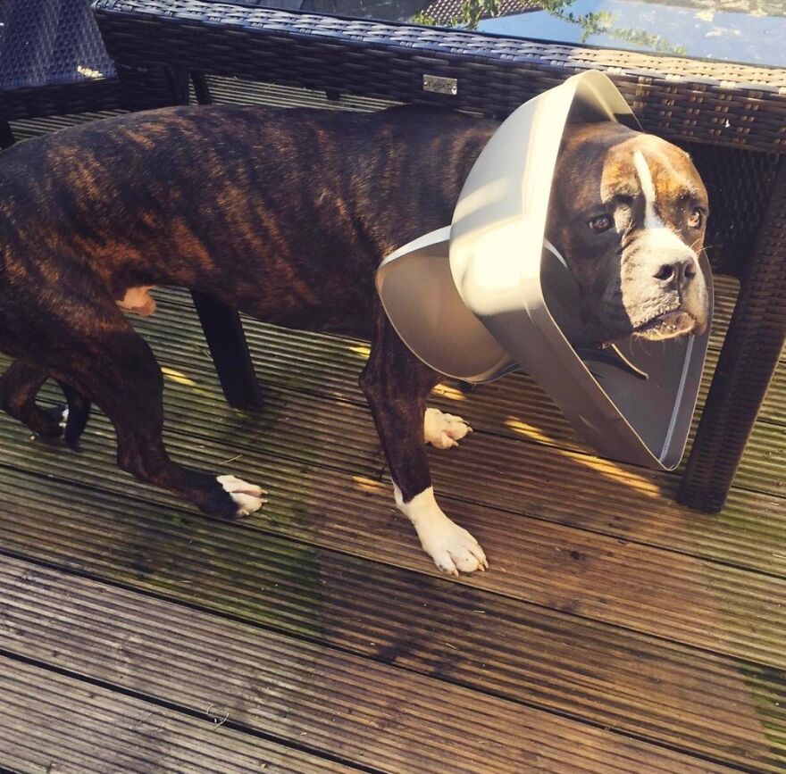 Hey Pandas, Show Me The Dumbest Thing Your Pet Has Done (Closed) Hey Pandas, Show Me The Dumbest Thing Your Pet Has Done (Closed)