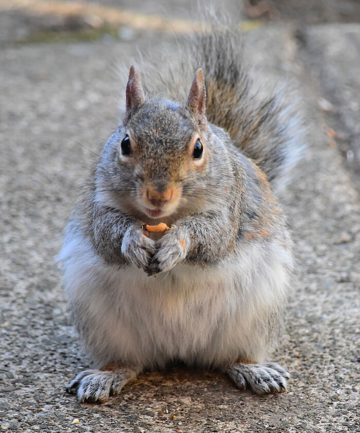 Hey Pandas, Post A Picture Of Animals Way Bigger Than They Should Be (Closed) Hey Pandas, Post A Picture Of Animals Way Bigger Than They Should Be (Closed)