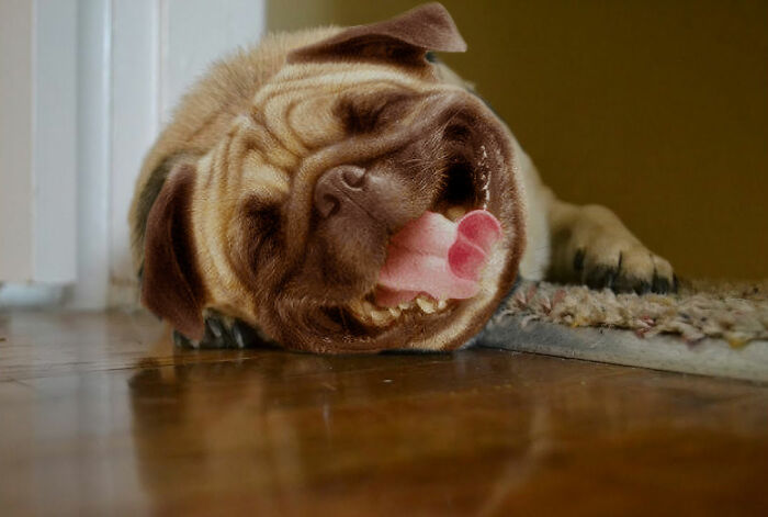 Hey Pandas, Make This Dog Happy (Closed)