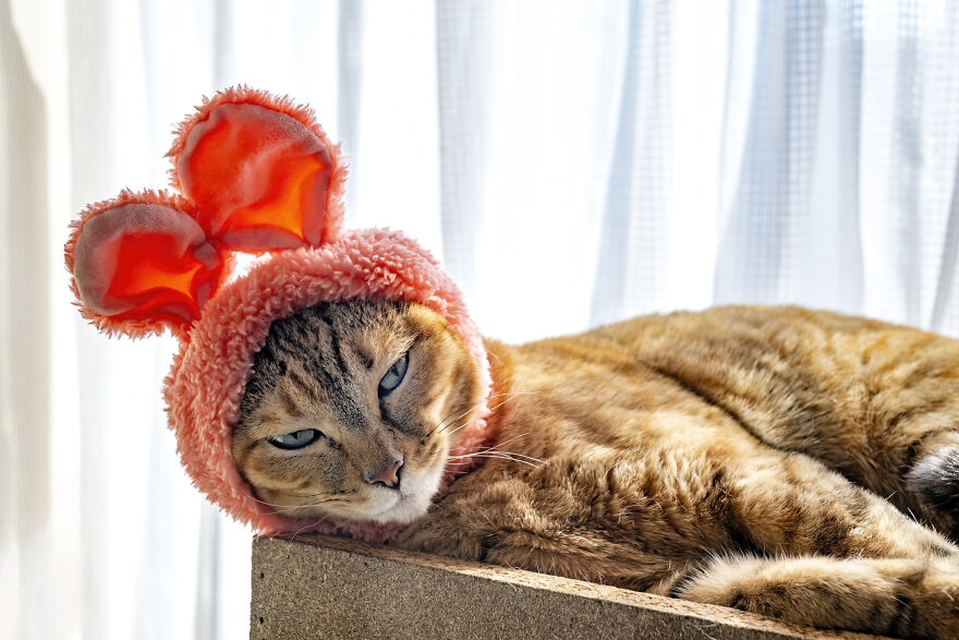 Hey Pandas, Post The Best St. Patrick’s Day Photo Of Your Pet (Closed) Hey Pandas, Post The Best St. Patrick’s Day Photo Of Your Pet (Closed)