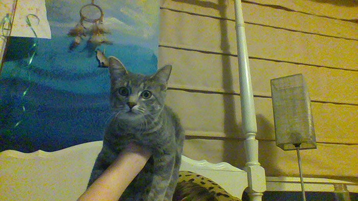 Hey Pandas, Mess Up This Cat In Photoshop (Closed)