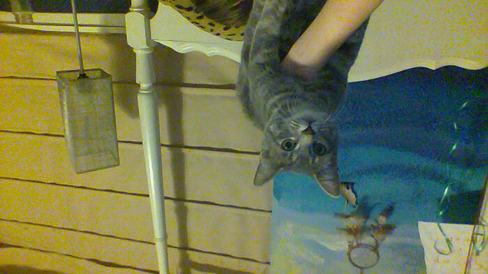 Hey Pandas, Mess Up This Cat In Photoshop (Closed)