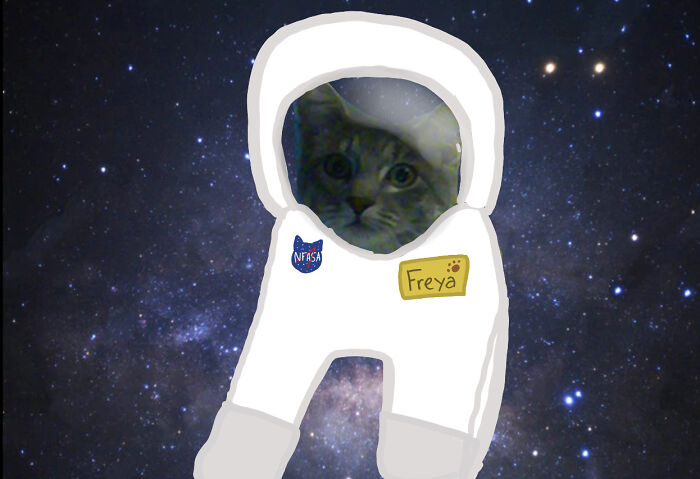 Hey Pandas, Mess Up This Cat In Photoshop (Closed)