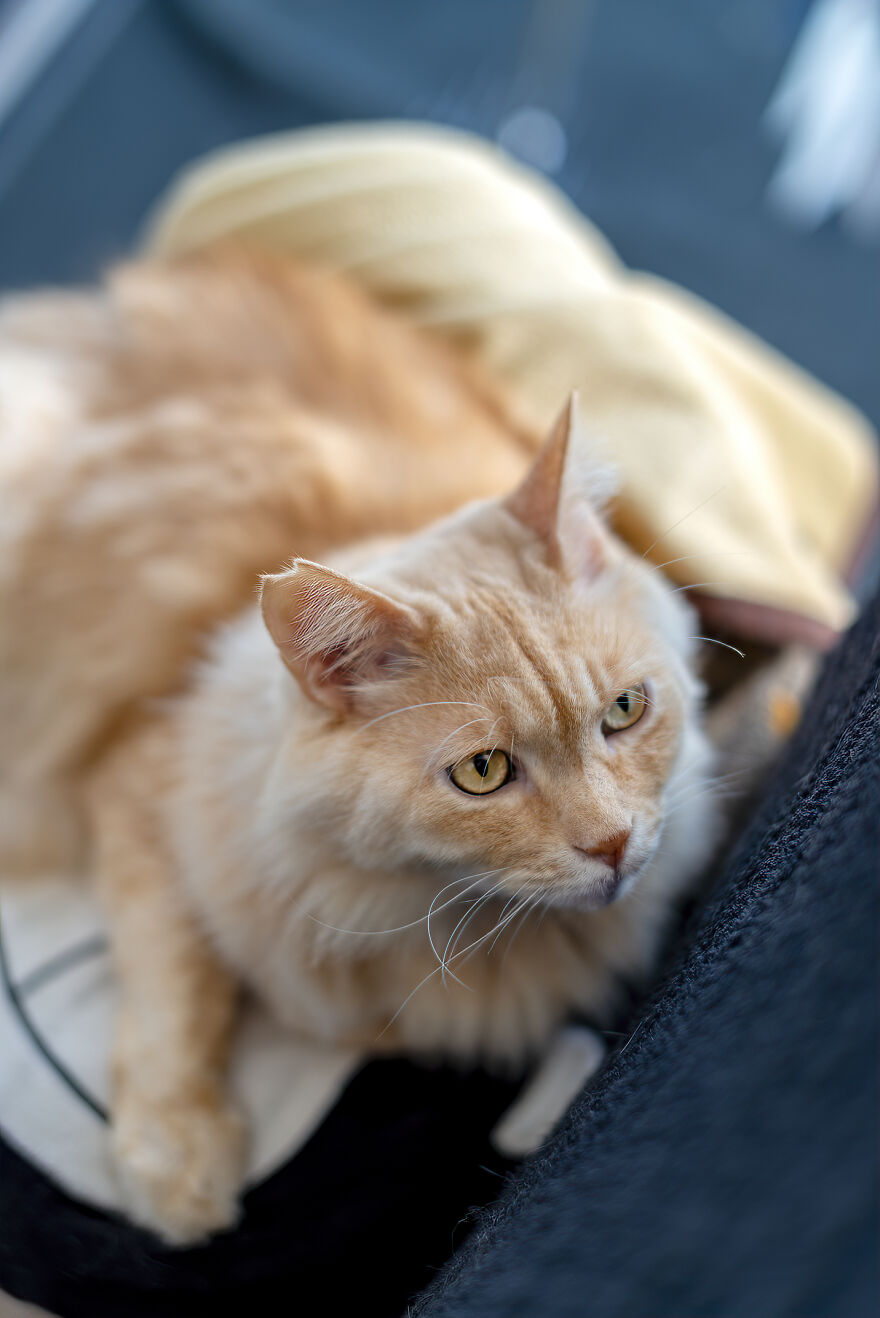 Life Had Treated This Cat Badly Until He Turned Up Outside My House 4 Years Ago And Now He’s A Sweet And Loving Cat Life Had Treated This Cat Badly Until He Turned Up Outside My House 4 Years Ago And Now He’s A Sweet And Loving Cat