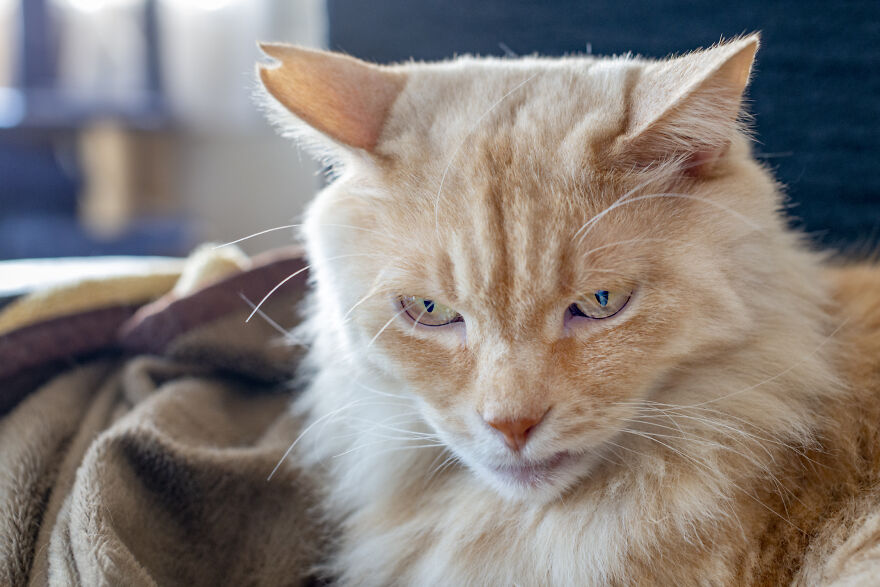 Life Had Treated This Cat Badly Until He Turned Up Outside My House 4 Years Ago And Now He’s A Sweet And Loving Cat Life Had Treated This Cat Badly Until He Turned Up Outside My House 4 Years Ago And Now He’s A Sweet And Loving Cat