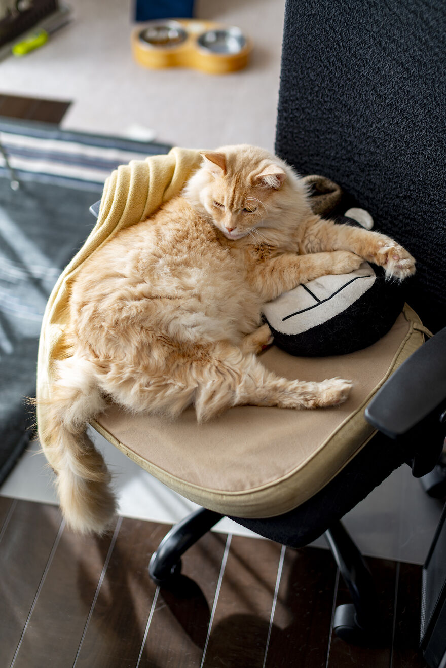 Life Had Treated This Cat Badly Until He Turned Up Outside My House 4 Years Ago And Now He’s A Sweet And Loving Cat Life Had Treated This Cat Badly Until He Turned Up Outside My House 4 Years Ago And Now He’s A Sweet And Loving Cat