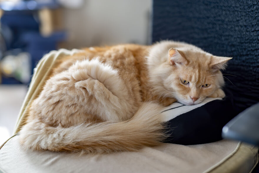 Life Had Treated This Cat Badly Until He Turned Up Outside My House 4 Years Ago And Now He’s A Sweet And Loving Cat Life Had Treated This Cat Badly Until He Turned Up Outside My House 4 Years Ago And Now He’s A Sweet And Loving Cat