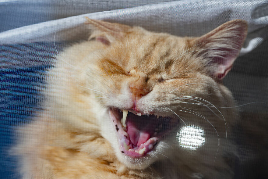 Life Had Treated This Cat Badly Until He Turned Up Outside My House 4 Years Ago And Now He’s A Sweet And Loving Cat Life Had Treated This Cat Badly Until He Turned Up Outside My House 4 Years Ago And Now He’s A Sweet And Loving Cat