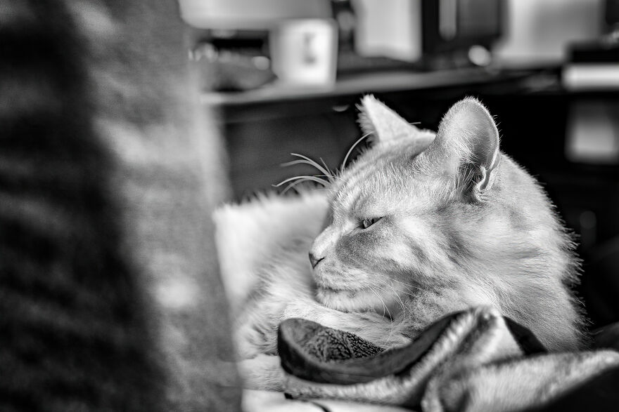 Life Had Treated This Cat Badly Until He Turned Up Outside My House 4 Years Ago And Now He’s A Sweet And Loving Cat Life Had Treated This Cat Badly Until He Turned Up Outside My House 4 Years Ago And Now He’s A Sweet And Loving Cat