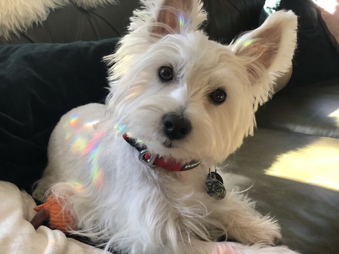 Hey Pandas, Can I Have Some Photos Of Your Animals? (Closed) Hey Pandas, Can I Have Some Photos Of Your Animals? (Closed)