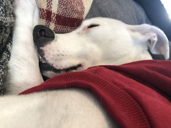 Hey Pandas, Can I Have Some Photos Of Your Animals? (Closed) Hey Pandas, Can I Have Some Photos Of Your Animals? (Closed)