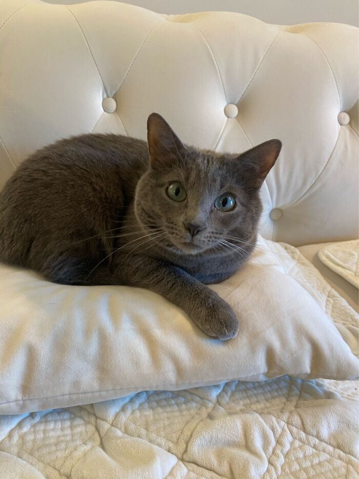 Hey Pandas, Can I Have Some Photos Of Your Animals? (Closed) Hey Pandas, Can I Have Some Photos Of Your Animals? (Closed)