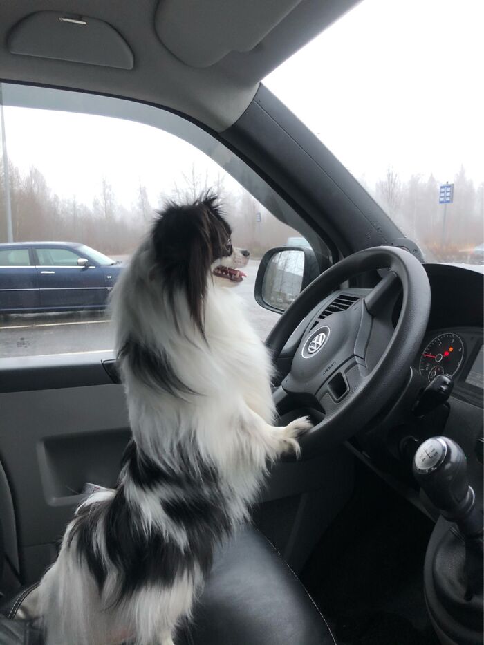 Hey Pandas, Can I Have Some Photos Of Your Animals? (Closed) Hey Pandas, Can I Have Some Photos Of Your Animals? (Closed)