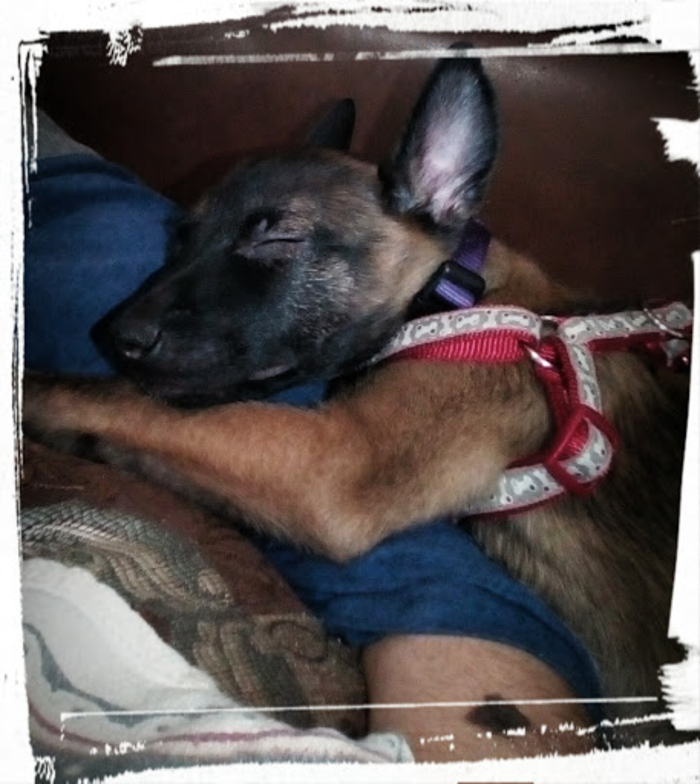 Hey Pandas, Can I Have Some Photos Of Your Animals? (Closed) Hey Pandas, Can I Have Some Photos Of Your Animals? (Closed)