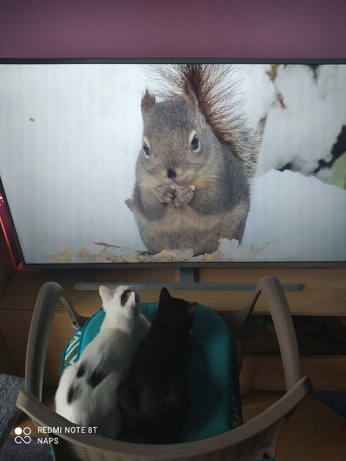 Hey Pandas, Can I Have Some Photos Of Your Animals? (Closed) Hey Pandas, Can I Have Some Photos Of Your Animals? (Closed)