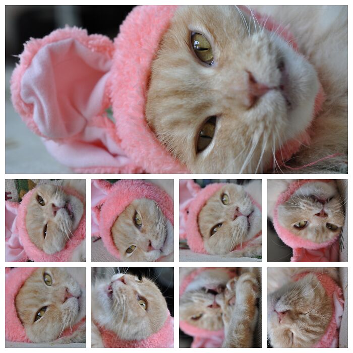 Hey Pandas, Can I Have Some Photos Of Your Animals? (Closed) Hey Pandas, Can I Have Some Photos Of Your Animals? (Closed)