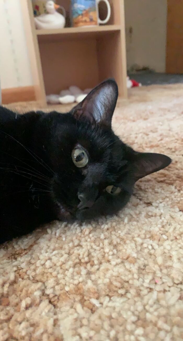 Hey Pandas, Can I Have Some Photos Of Your Animals? (Closed) Hey Pandas, Can I Have Some Photos Of Your Animals? (Closed)