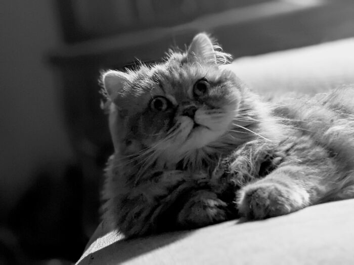 Hey Pandas, Can I Have Some Photos Of Your Animals? (Closed) Hey Pandas, Can I Have Some Photos Of Your Animals? (Closed)