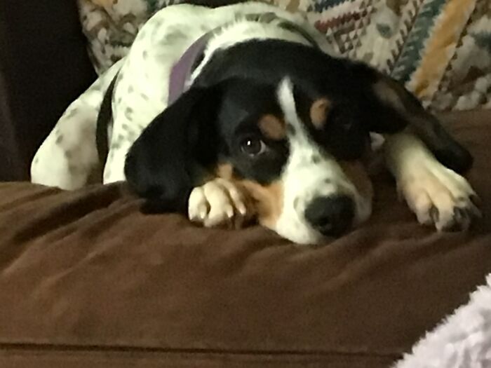 Hey Pandas, Can I Have Some Photos Of Your Animals? (Closed) Hey Pandas, Can I Have Some Photos Of Your Animals? (Closed)